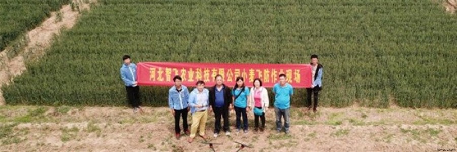 智飛極農(nóng)無人機(jī)聯(lián)手河北省植保研究所開展“河北小麥病害減量增效”項(xiàng)目